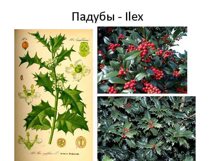 Падубы - Ilex 