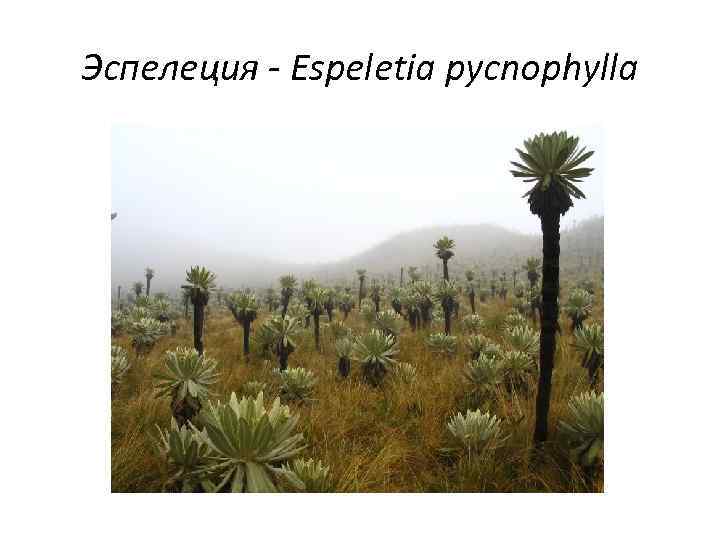 Эспелеция - Espeletia pycnophylla 