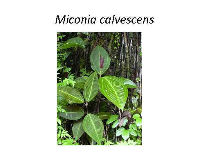 Miconia calvescens 