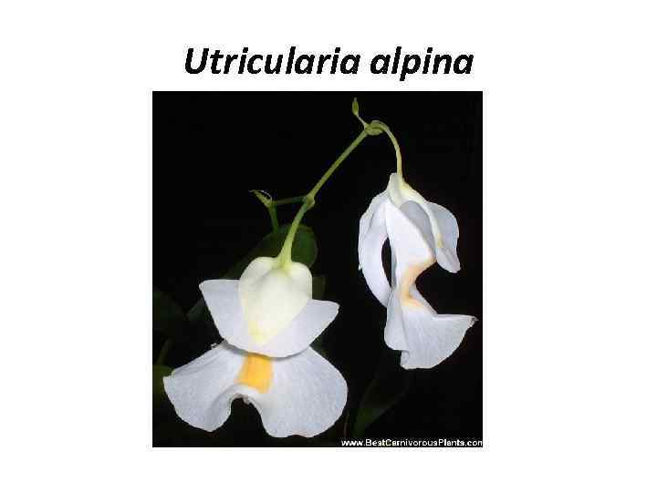Utricularia alpina 