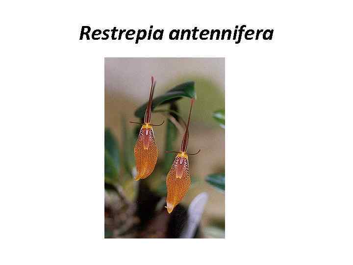 Restrepia antennifera 