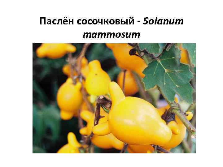 Паслён сосочковый - Solanum mammosum 
