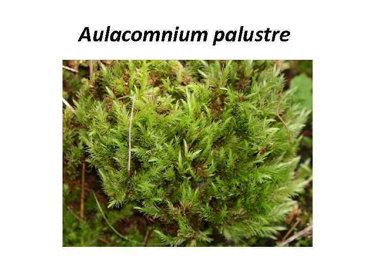 Aulacomnium palustre 