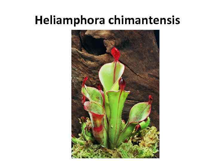 Heliamphora chimantensis 