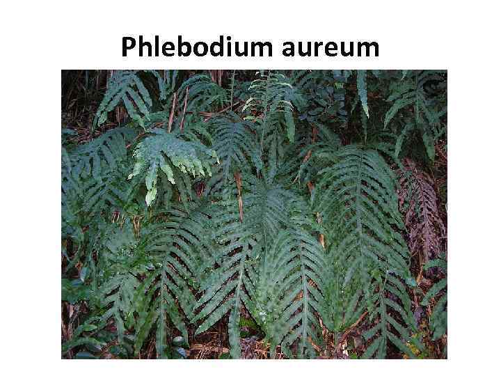 Phlebodium aureum 