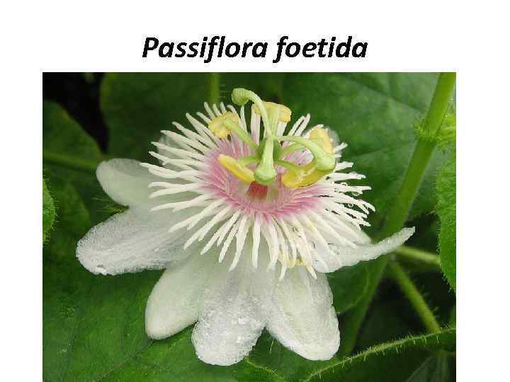 Passiflora foetida 