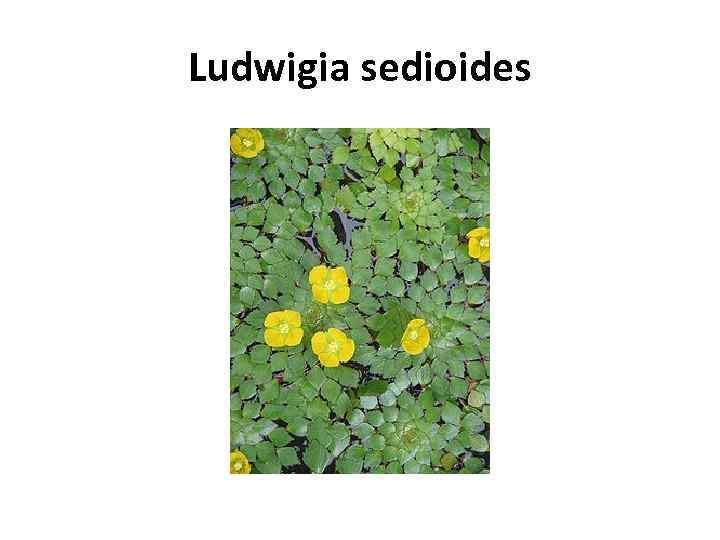 Ludwigia sedioides 