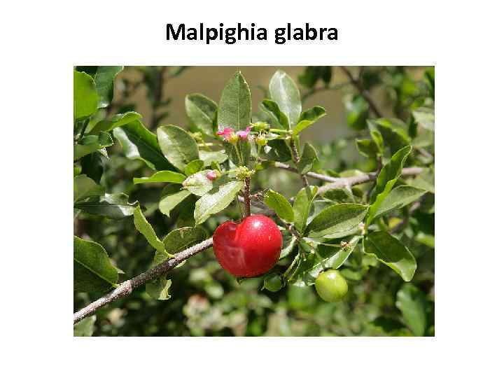Malpighia glabra 