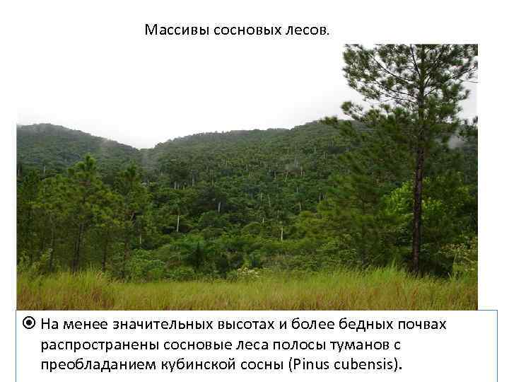 Массивы сосновых лесов. На менее значительных высотах и более бедных почвах распространены сосновые леса