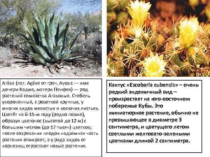 Ага ва (лат. Agáve от греч. Αγαυε — имя дочери Кадма, матери Пенфея) —