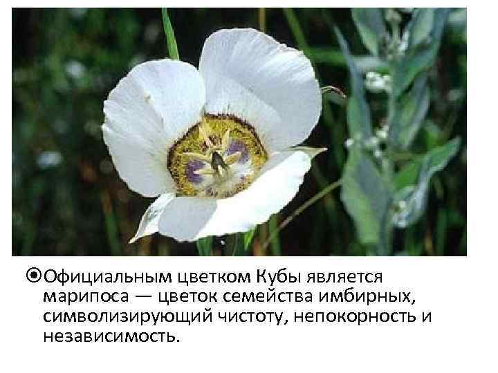  Официальным цветком Кубы является марипоса — цветок семейства имбирных, символизирующий чистоту, непокорность и