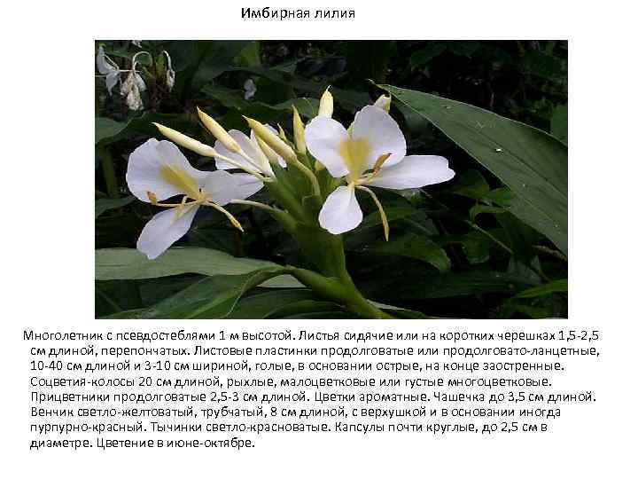 Имбирная лилия Многолетник с псевдостеблями 1 м высотой. Листья сидячие или на коротких черешках