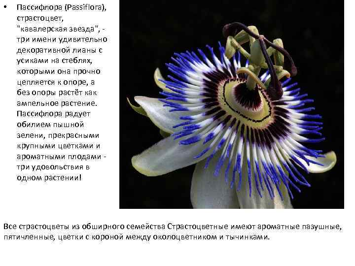  • Пассифлора (Passiflora), страстоцвет, 
