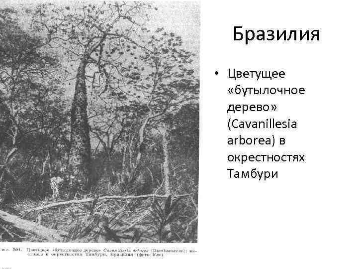Бразилия • Цветущее «бутылочное дерево» (Cavanillesia arborea) в окрестностях Тамбури 