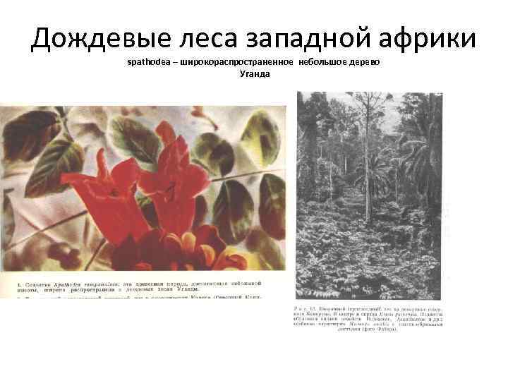 Дождевые леса западной африки spathodea – широкораспространенное небольшое дерево Уганда 