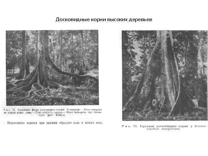 Досковидные корни высоких деревьев 
