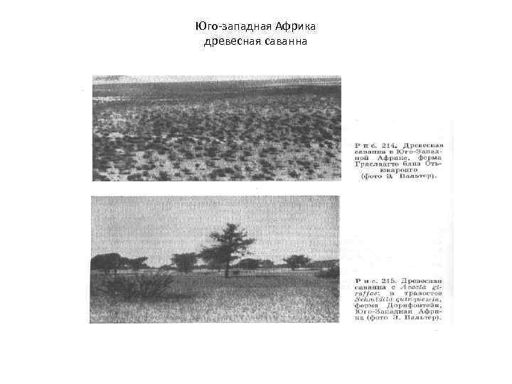 Юго-западная Африка древесная саванна 