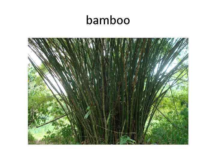bamboo 