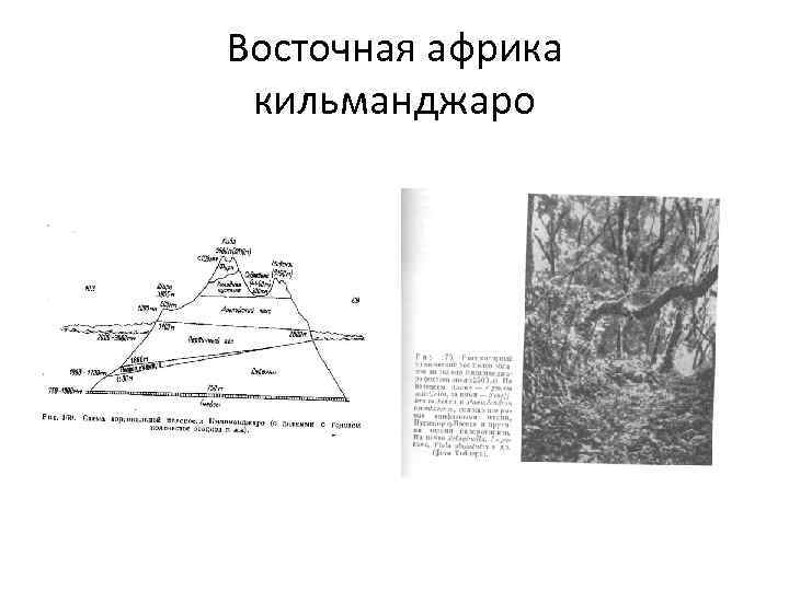 Восточная африка кильманджаро 