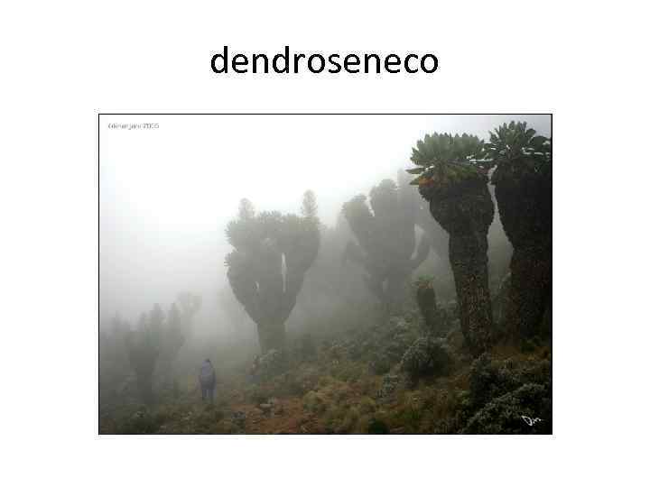 dendroseneco 