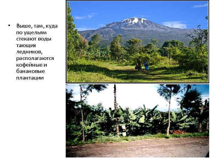  • Выше, там, куда по ущельям стекают воды тающих ледников, располагаются кофейные и