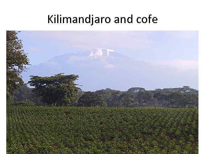 Kilimandjaro and cofe 