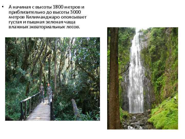  • А начиная с высоты 1800 метров и приблизительно до высоты 3000 метров