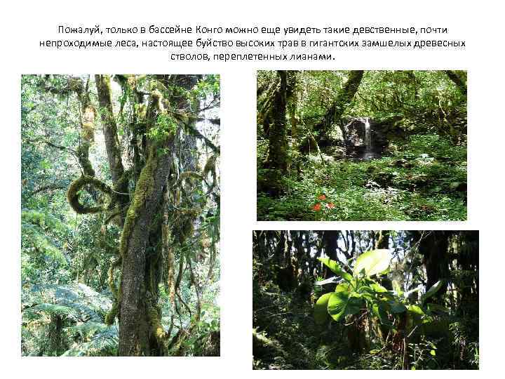 Пожалуй, только в бассейне Конго можно еще увидеть такие девственные, почти непроходимые леса, настоящее