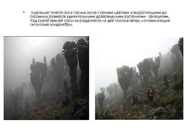  • Еще выше тянется зона горных лугов с яркими цветами и вырастающими до