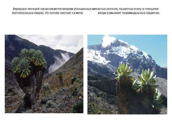 Верхушки сенеций заканчиваются веером утолщенных мясистых листьев, пушистых снизу и глянцевосветлозеленых сверху. Из пучков