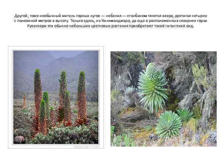 Другой, тоже необычный житель горных лугов — лобелия — столбиком тянется вверх, достигая четырех