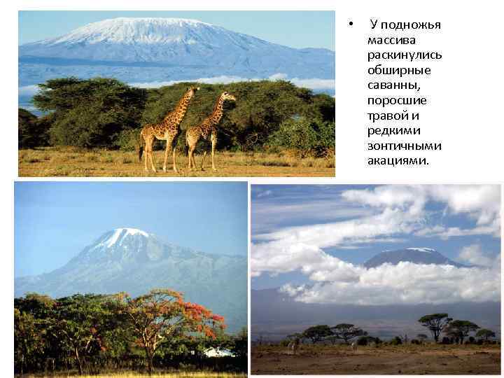  • У подножья массива раскинулись обширные саванны, поросшие травой и редкими зонтичными акациями.