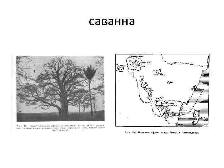 саванна 