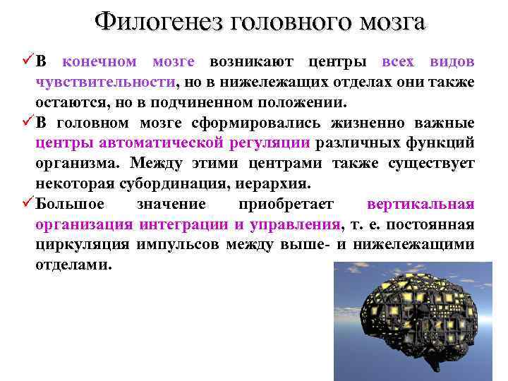 Филогенез головного мозга ü В конечном мозге возникают центры всех видов чувствительности, но в