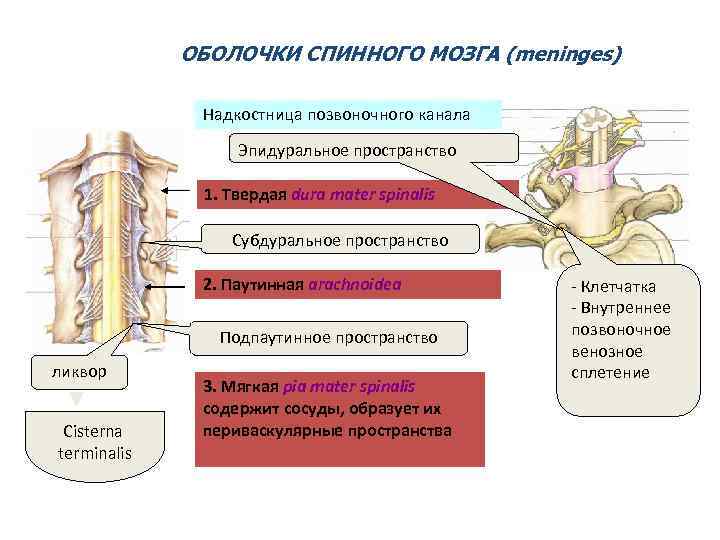 ОБОЛОЧКИ СПИННОГО МОЗГА (meninges) Надкостница позвоночного канала Эпидуральное пространство 1. Твердая dura mater spinalis