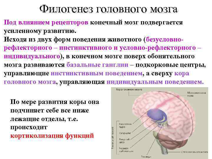 Филогенез головного мозга Под влиянием рецепторов конечный мозг подвергается усиленному развитию. Исходя из двух