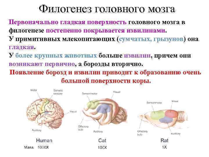 Филогенез головного мозга Первоначально гладкая поверхность головного мозга в филогенезе постепенно покрывается извилинами. У