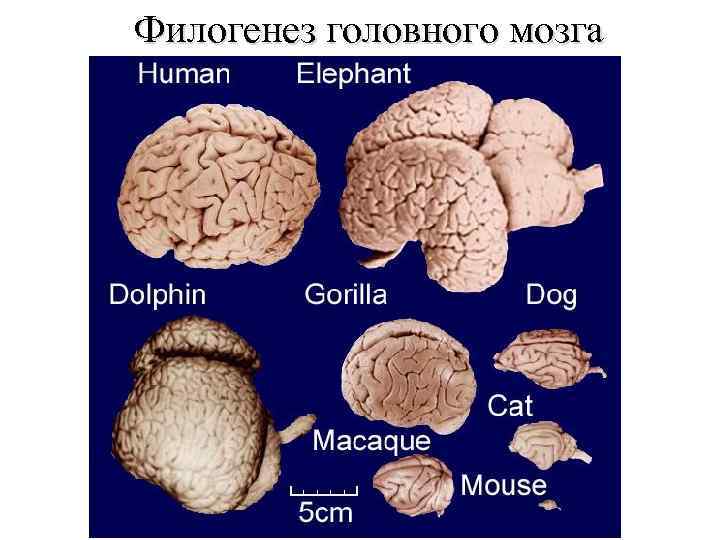 Филогенез головного мозга 