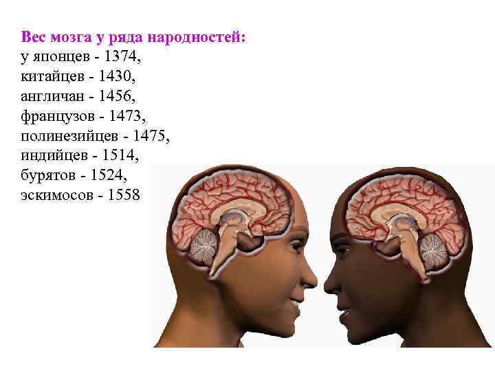 Вес мозга у ряда народностей: у японцев - 1374, китайцев - 1430, англичан -