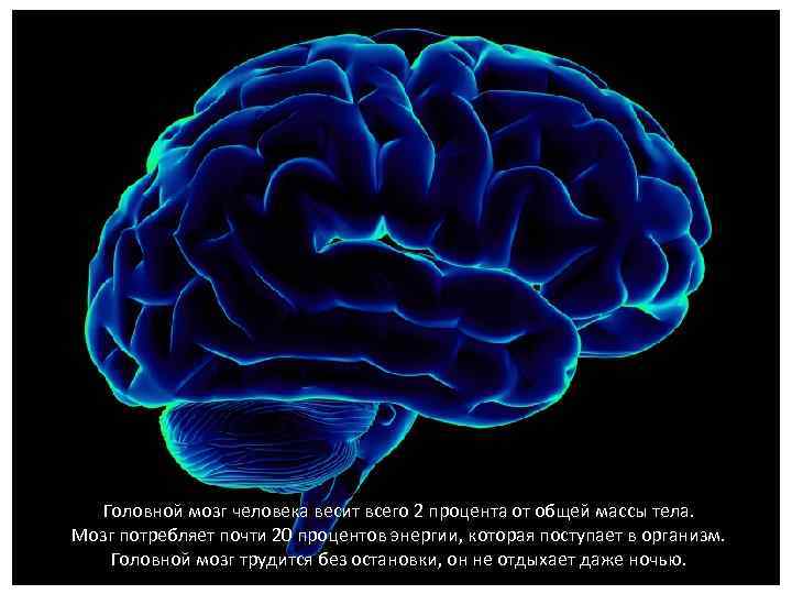 Головной мозг человека весит всего 2 процента от общей массы тела. Мозг потребляет почти