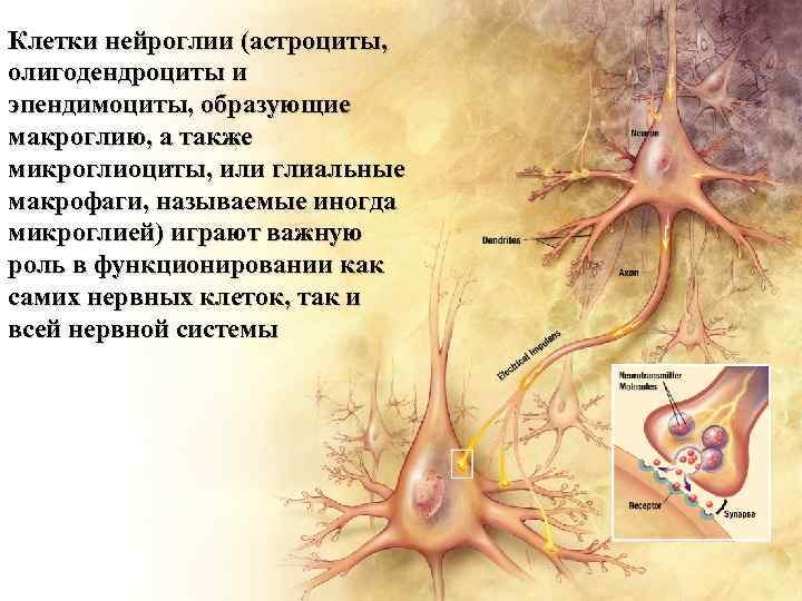 Клетки нейроглии (астроциты, олигодендроциты и эпендимоциты, образующие макроглию, а также микроглиоциты, или глиальные макрофаги,