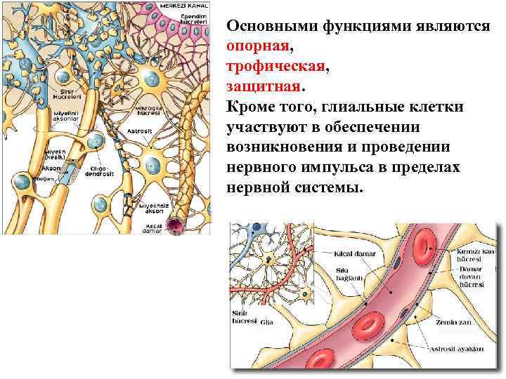 Основными функциями являются опорная, трофическая, защитная. Кроме того, глиальные клетки участвуют в обеспечении возникновения