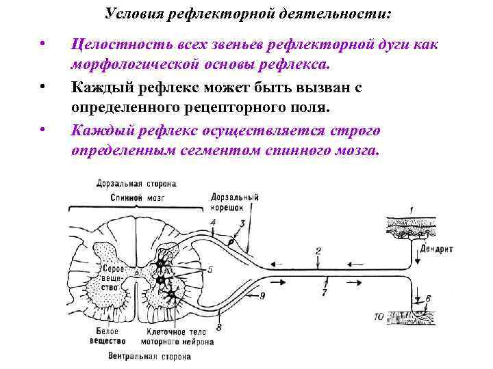 Условия рефлекторной деятельности: • • • Целостность всех звеньев рефлекторной дуги как морфологической основы