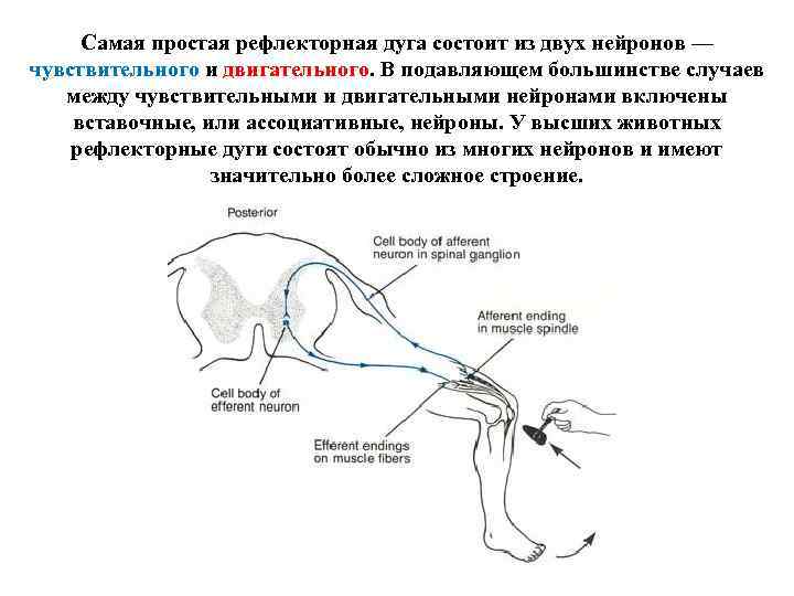 Самая простая рефлекторная дуга состоит из двух нейронов — чувствительного и двигательного. В подавляющем