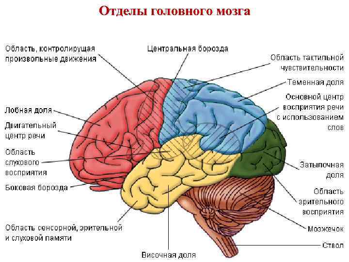 Отделы головного мозга 