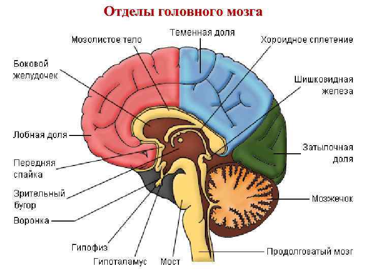 Отделы головного мозга 