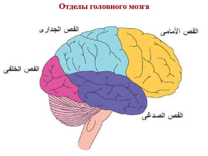 Отделы головного мозга 