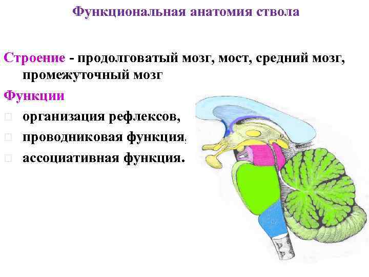 Функциональная анатомия ствола Строение - продолговатый мозг, мост, средний мозг, промежуточный мозг Функции o