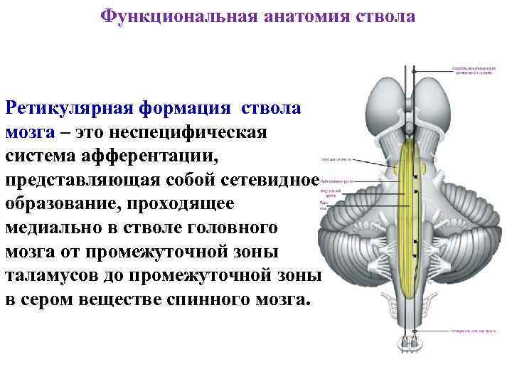 Функциональная анатомия ствола Ретикулярная формация ствола мозга – это неспецифическая система афферентации, представляющая собой