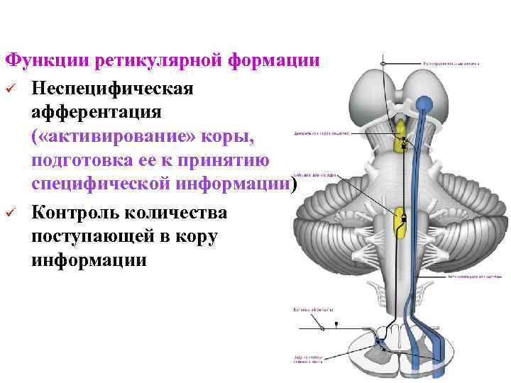 Функции ретикулярной формации ü Неспецифическая афферентация ( «активирование» коры, подготовка ее к принятию специфической